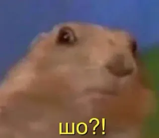 🤨 f009ece7 шо?! anjing padang rumput, meme, hewan, lucu, pertanyaan whatsapp sticker