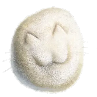 😌 a618fb0b duveteux, animal, animal de compagnie, fourrure, doux, chat telegram sticker