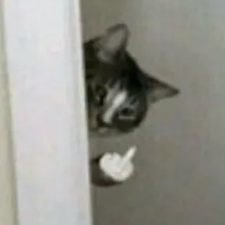 🖕 439483bb cat, middle finger, offensive gesture, animal, funny, meme telegram sticker