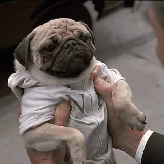 😡 2f7dbcbc NY 퍼그, 개, 동물, 애완동물, 귀여운, 후드티, 뉴욕, 뉴욕 telegram sticker