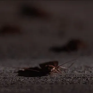 Люди в чёрном @freetopsticker telegram stickers