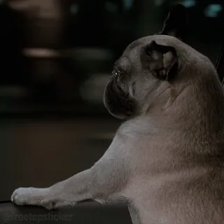 🦮 e9af62ad @treetopssticker 개, 퍼그, 동물, 애완 동물, 자동차, 자동차 여행, 밤 telegram sticker