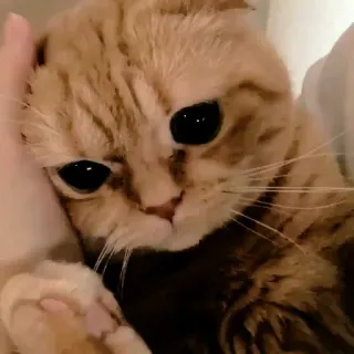 ☁️ 1ebcae86 gatto, gattino, animale domestico, animale, carino, scottish fold telegram sticker