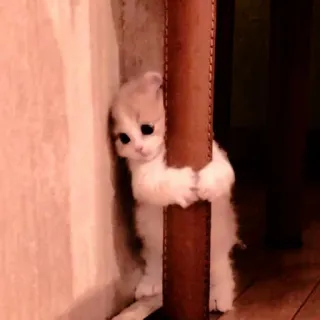 ☁️ 3917b95f gattino, gatto, carino, animale, animale domestico telegram sticker