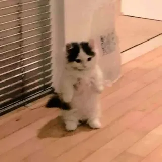 ☁️ 6b89bdb1 gatto, gattino, animale, animale domestico, carino, in piedi telegram sticker