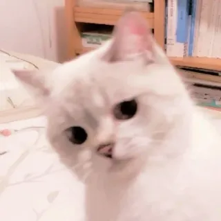 ☁️ 6c7b0bfe gatto, gatto bianco, animale, carino, animale domestico telegram sticker
