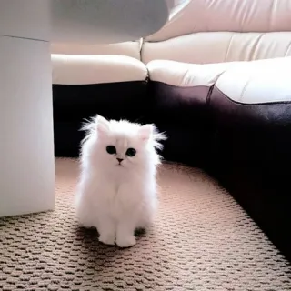 ☁️ 755c489c gatto, gattino, gatto bianco, carino, animale domestico, soffice telegram sticker