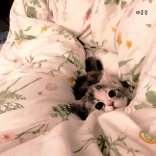 ☁️ 772b97b3 뭉뭉 gatto, gattino, carino, animale, animale domestico, coperta, letto, assonnato telegram sticker