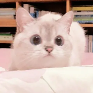 ☁️ 7905b0f8 gatto, animale, animale domestico, carino, gattino, felino telegram sticker