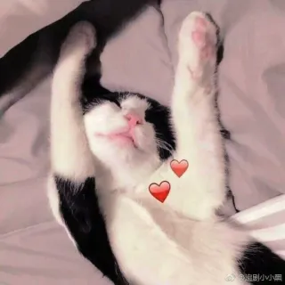 ☁️ 8d797684 是你的小黑 gatto, cuore, carino, dormire, animale domestico telegram sticker