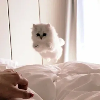 ☁️ 9624b186 gatto, gattino, carino, salto, animale domestico, animale, gatto bianco telegram sticker