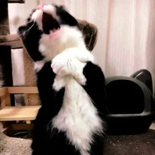 ☁️ a6db41d0 gatto, divertente, animale, animale domestico, gatto tuxedo, sbadiglio, carino telegram sticker