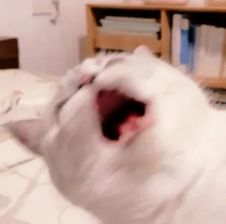 ☁️ c92cd218 gatto, animale domestico, animale, sbadiglio, gatto bianco, carino telegram sticker