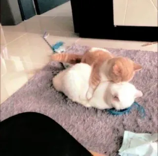 ☁️ cf6f368a gatti, animali domestici, animali, amicizia, animali domestici telegram sticker