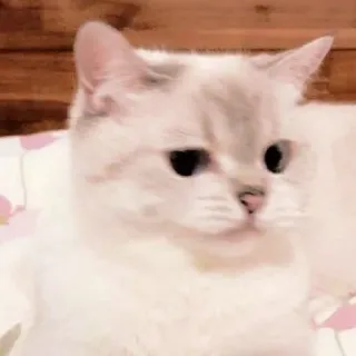 ☁️ cf7217f0 gatto, animale domestico, animale, carino telegram sticker