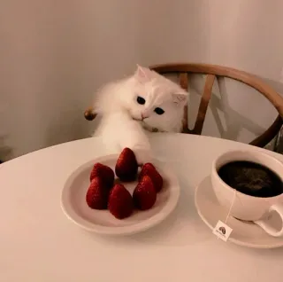 ☁️ e3bc76c8 gatto, fragola, caffè, bevanda, cibo, animale, tavolo telegram sticker