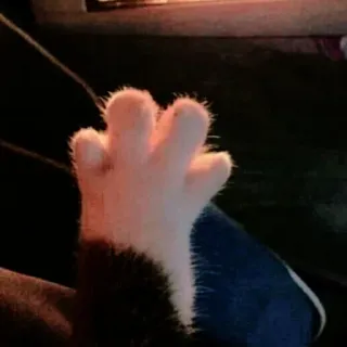 ☁️ f0707a3f zampa di gatto, zampa animale, gatto, animale domestico, animale, carino, peloso telegram sticker