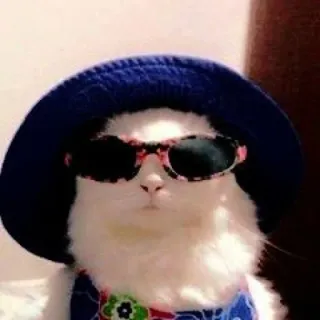 ☁️ f19e64e6 gatto, occhiali da sole, cappello, animale, carino, moda telegram sticker