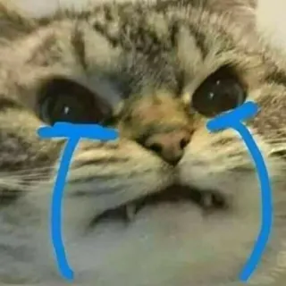 🧩 05cd6609 cat, crying, sad, meme, animal, pet whatsapp sticker