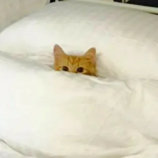 🧩 07b8a32f cat, bed, cute, pet, animal, orange, eyes whatsapp sticker