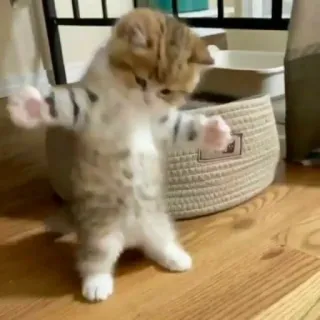 🧩 2c09fb97 kitten, cat, cute, animal, dancing, funny whatsapp sticker
