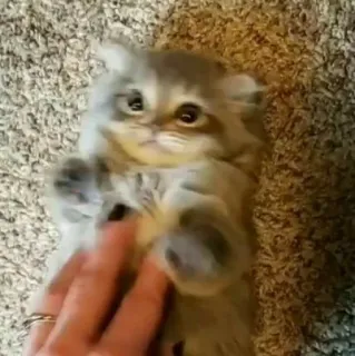 🧩 2e25ab0e kitten, cat, cute, pet, animal, domestic, feline, mammal whatsapp sticker