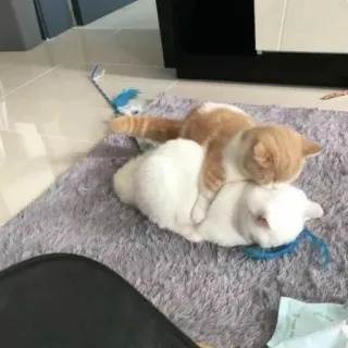 🧩 4ae01457 cats, animals, pets, domestic animals, feline, friendship whatsapp sticker