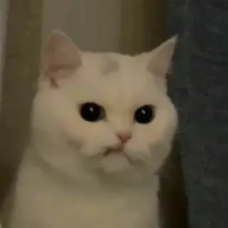 🧩 4e33646a cat, white cat, cute, animal whatsapp sticker