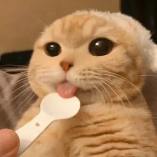 🧩 4e5543d6 cat, kitten, spoon, pet, animal, cute whatsapp sticker