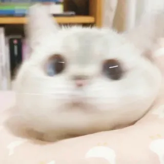 🧩 57be3188 cat, cute, animal, domestic cat, mammal, pet whatsapp sticker