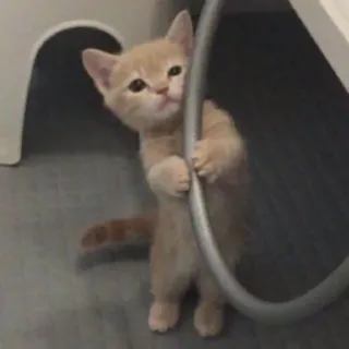 🧩 62dd7755 cat, kitten, cute, animal, domestic cat, feline whatsapp sticker