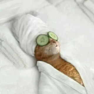 🧩 683eb47c cat, spa, cucumber, relaxation, towel, pampered, feline whatsapp sticker