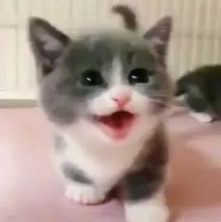 🧩 885c9b39 kitten, cat, animal, cute, pet whatsapp sticker