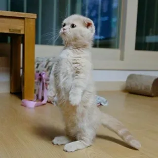 🧩 892842ff cat, kitten, standing, adorable, pet, animal, cute whatsapp sticker