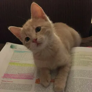 🧩 9b33365e cat, kitten, book, animal, domestic animal, pet whatsapp sticker