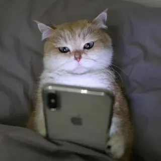 🧩 a9f918e5 cat, phone, animal, kitten, cute, pet whatsapp sticker