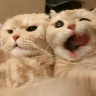 🧩 acda25f3 cat, pet, animal, cute, domestic, feline, mammal whatsapp sticker