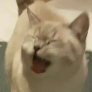 🧩 bd221f5f cat, yawning, animal, pet, mammal whatsapp sticker