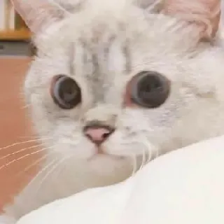 🧩 bf1ad9b8 cat, kitten, cute, animal, pet, mammal whatsapp sticker