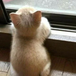 🧩 d5d8bd0d cat, kitten, window, pet, domestic animal, feline, cute, animal whatsapp sticker