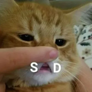 🧩 d85268aa SAD cat, sad, meme, animal, pet whatsapp sticker