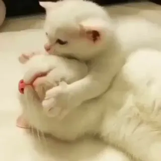 🧩 ddea64e6 cat, kitten, animals, pet, cute, white cat, baby animal whatsapp sticker