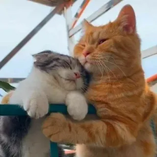 🧩 f123bca3 cats, animals, friendship, cute, pet, domestic animals, hugging whatsapp sticker