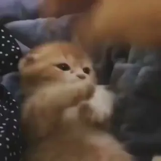 🧩 f475c58a cat, kitten, cute, animal, pet, domestic cat whatsapp sticker