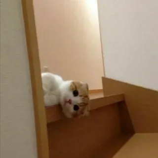 🧩 fff4501d cat, animal, stairs, pet, domestic cat, kitten whatsapp sticker
