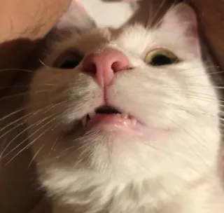 😶 4f78d280 gato, animal de estimação, animal, fofo, felino, mamífero telegram sticker