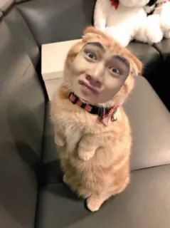 🤓 5060b3a3 gato, troca de rosto, engraçado, animal de estimação, animal, fofo telegram sticker