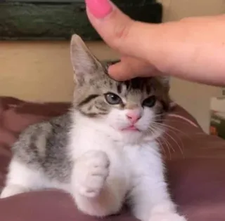 😡 54a2dd55 gato, gatinho, animal de estimação, animal, fofo, gato doméstico, felino telegram sticker