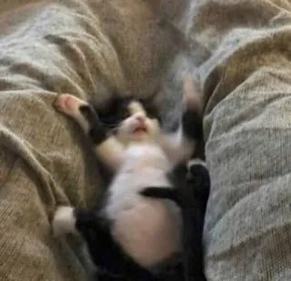 ☠️ 5b6fec0a gato, gatinho, fofo, animal de estimação, animal, gato doméstico telegram sticker