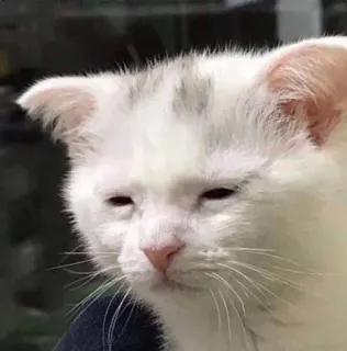 😴 7c0ce1c2 gato, gatinho, sonolento, fofo, animal telegram sticker